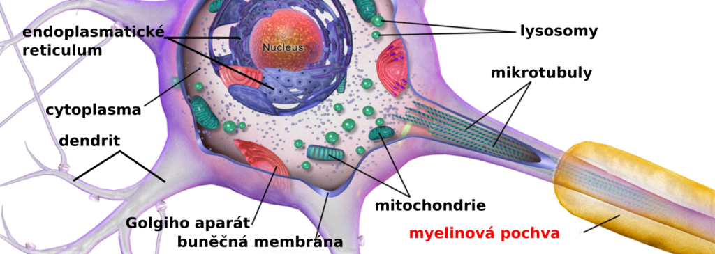 výřez neuron